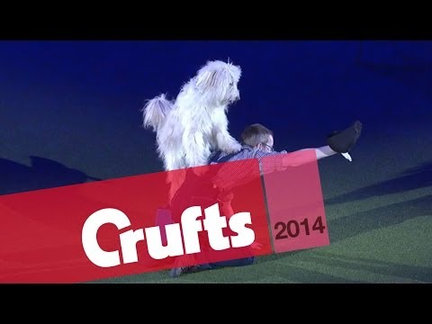 Heelwork to Music | Freestyle International | 1st Place | Crufts 2014