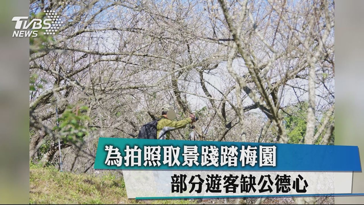 為拍照取景踐踏梅園　部分遊客缺公德心