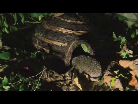 Product Demo: Igloo Hedgehog Home In Use