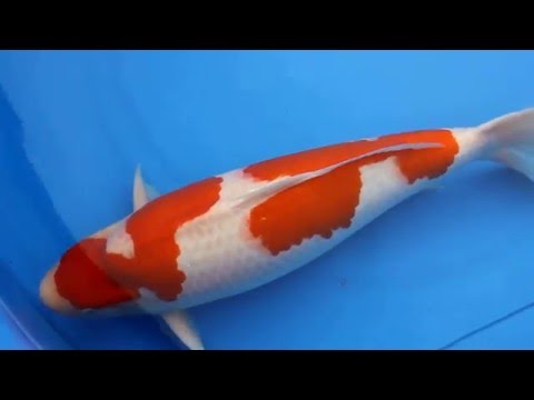 Grand Champion - All Japan Young Koi Show, March 2016