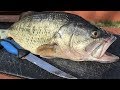 How To Fillet A Bass Like A Pro Boneless Bass No Gutting Step By Step
