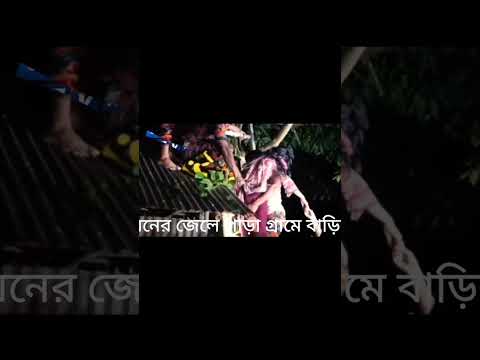কুড়িগ্রামের ফুলবাড়ী উপজেলার বড়ভিটা ইউনিয়নের জেলে পাড়া গ্রামে বাড়ির আঙ্গিনার আমগাছের মগডালে ওঠে