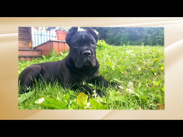 Живая среда