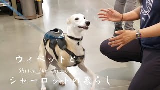 ウィペットとペットショップでお買いもの