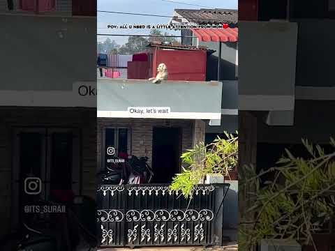 Funny Dog waiting for mom to get food ❤️