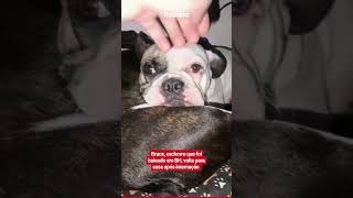 BRUCE, CÃOZINHO ATACADO A TIROS EM AVENIDA DE BH, VOLTA PRA CASA APÓS INTERNAÇÃO