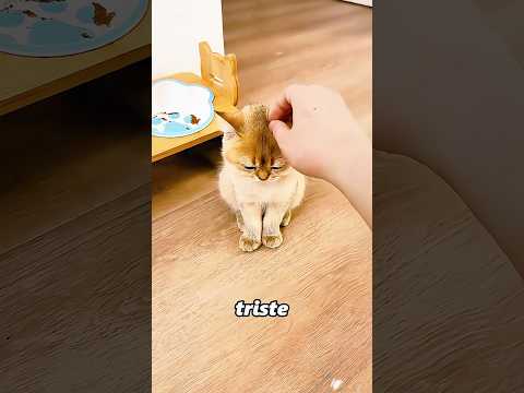 El gato más pequeño exigía justicia.#shorts