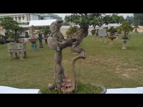 Những cây mini bonsai tai triển lãm SVC Sơn Tây 2019