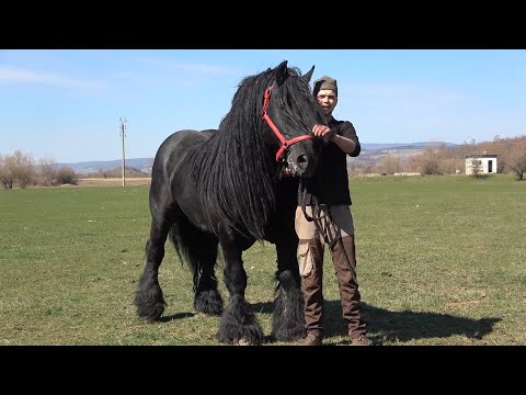 Caii fratilor Stroe de la Harman, Brasov - 2021 Nou!!!