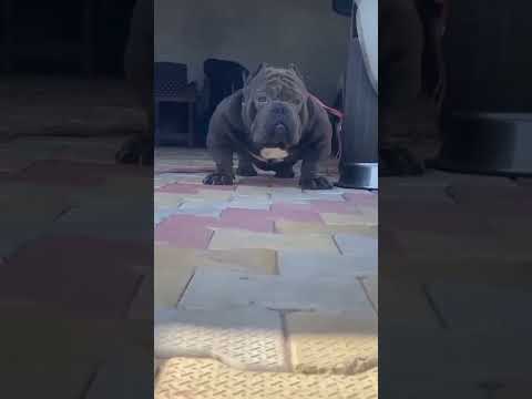 dog|cute puppy status #tik_tok #tiktok #short #dogshort #india #labrador dog #Rottweiler #1