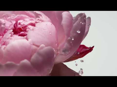 Парфюмерная вода Victoria`s Secret Bombshell 50мл - ForteMarket