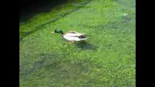 preview picture of video 'Eine Ente und eine Forelle in einem Bach in Grafing'