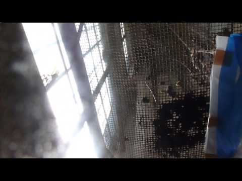 AMAZING Westinghouse?? Manually Controlled Traction Elevator At An ?? Location