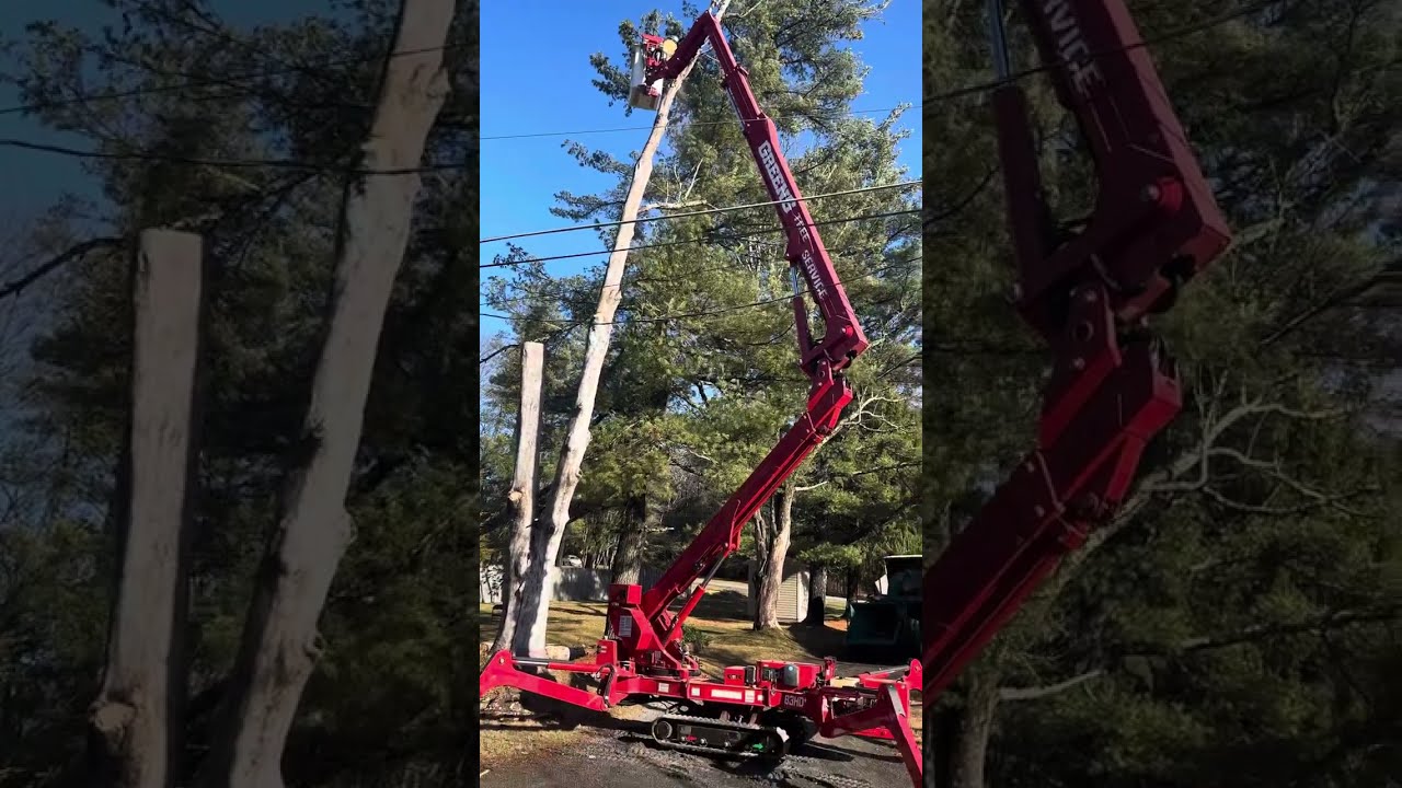 hazardous tree removal