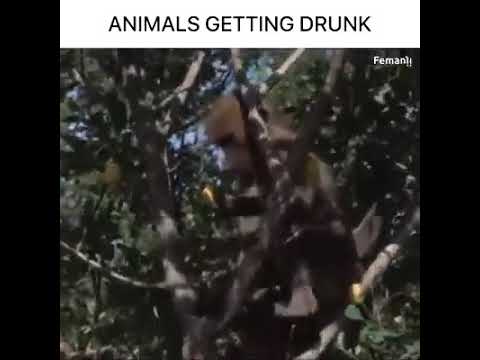 Animal drunk