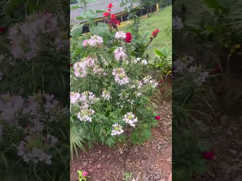 DIVERSAS FLORES COLORIDAS NA RESIDÊNCIA DE PLINIO CALIÁRI CANUDOS DO VALE RS #Shorts # inscreva-se