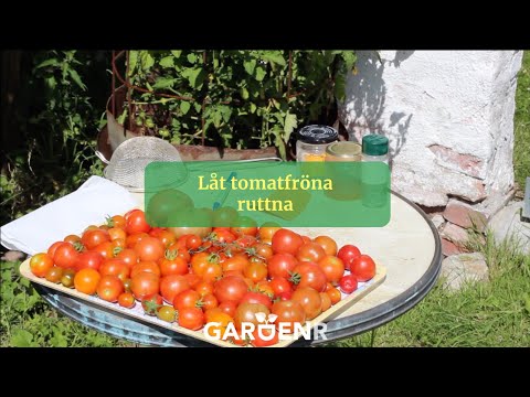 Så får du tomater nästa år igen - Trädgårdshacks med GardenR