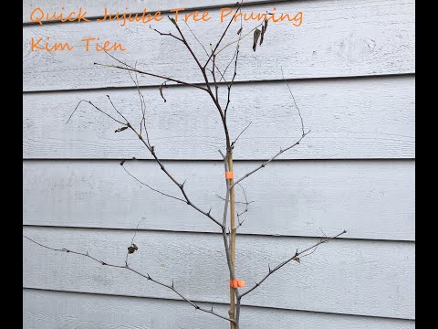 Quick Guide To Pruning Jujube Tree PNW Gardening