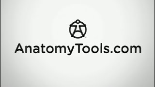 Anatomy Tools - Sound Logo