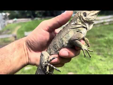 ID#0675 Lewisi Cyclura Iguana 2024 yearling. Perfect 18" Male.