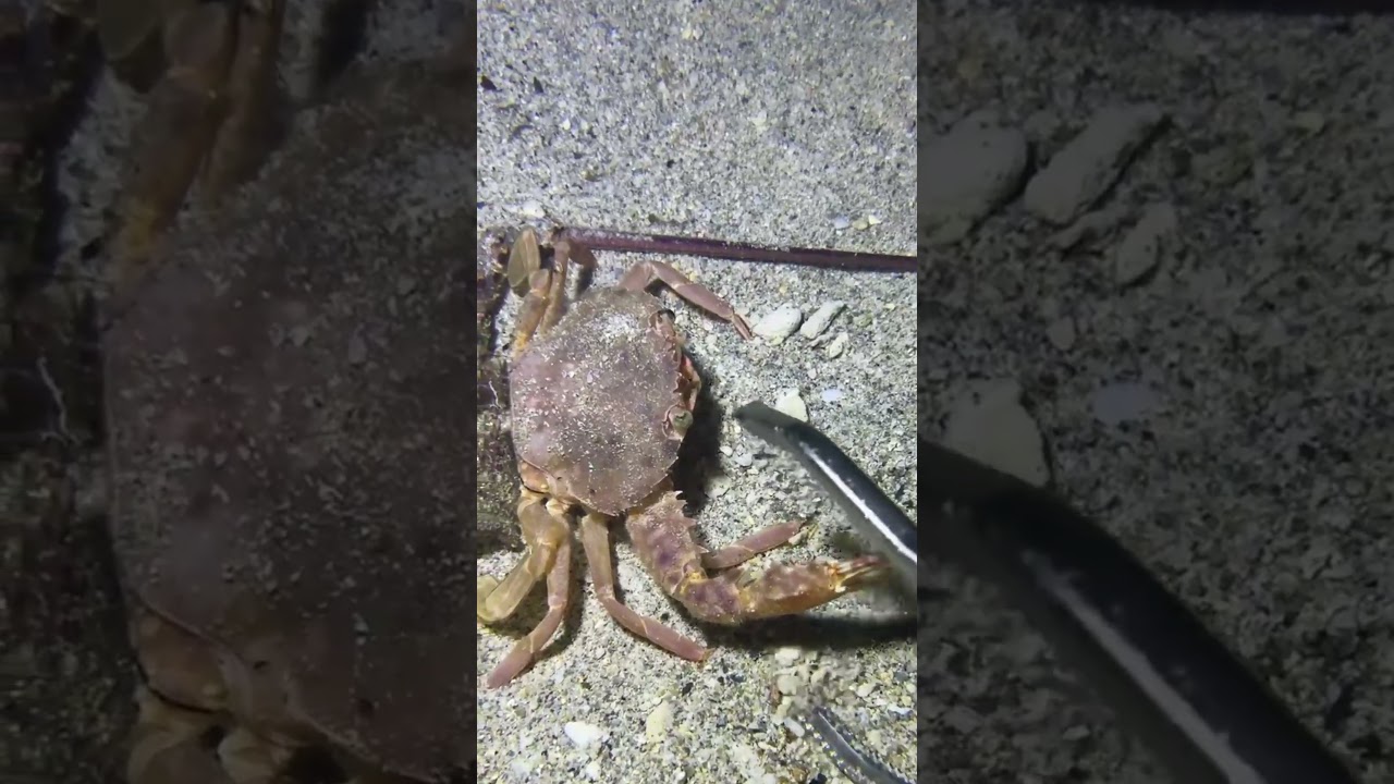 #catchthesea #fishing #rivercrab #beach #deepsea #nature #diving #fish #eel #crab