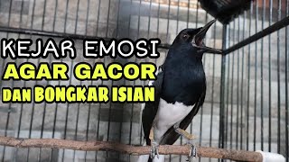 Download lagu CARA KEJAR EMOSI BURUNG KACER AGAR GACOR DAN BONGKAR ISIAN mp3