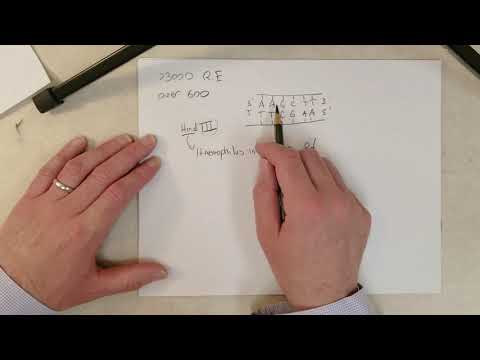 Genetics: L25-A, Restriction Endonucleases (Recommend 1.5x Speed)