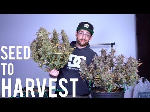 BEGINNERS HARVEST GUIDE: AUTOFLOWER SEED TO HARVEST SUMMARY