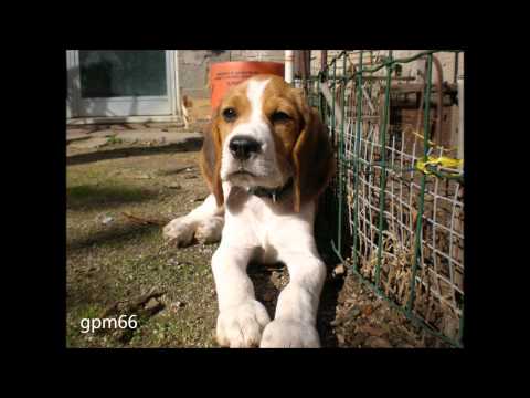 Beagle Sansone della Serra dei Venti