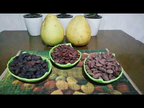 fermented cacao  beans profile!