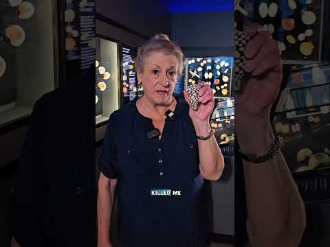 This cone snail (conus bandanus) nearly took out our curator...