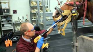 Thumbnail for Veterinary Education on Equine Dentistry video