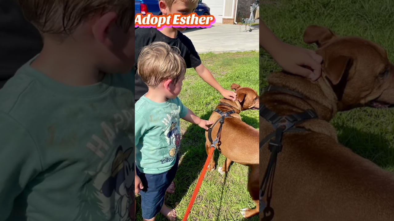 Esther, a Adoptable mixed breed in Milton, FL video 6/6