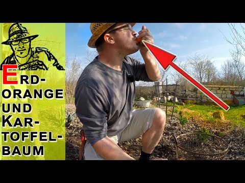 New: Potato tree and earth orange -- (April Fool's joke 2017)