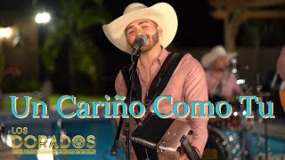 Un Cariño Como Tu (En Vivo) Lyrics English Translation