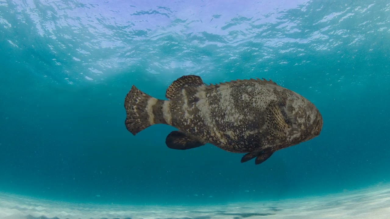 Most Real Goliath Grouper - 8k - 3d animated 3D Model