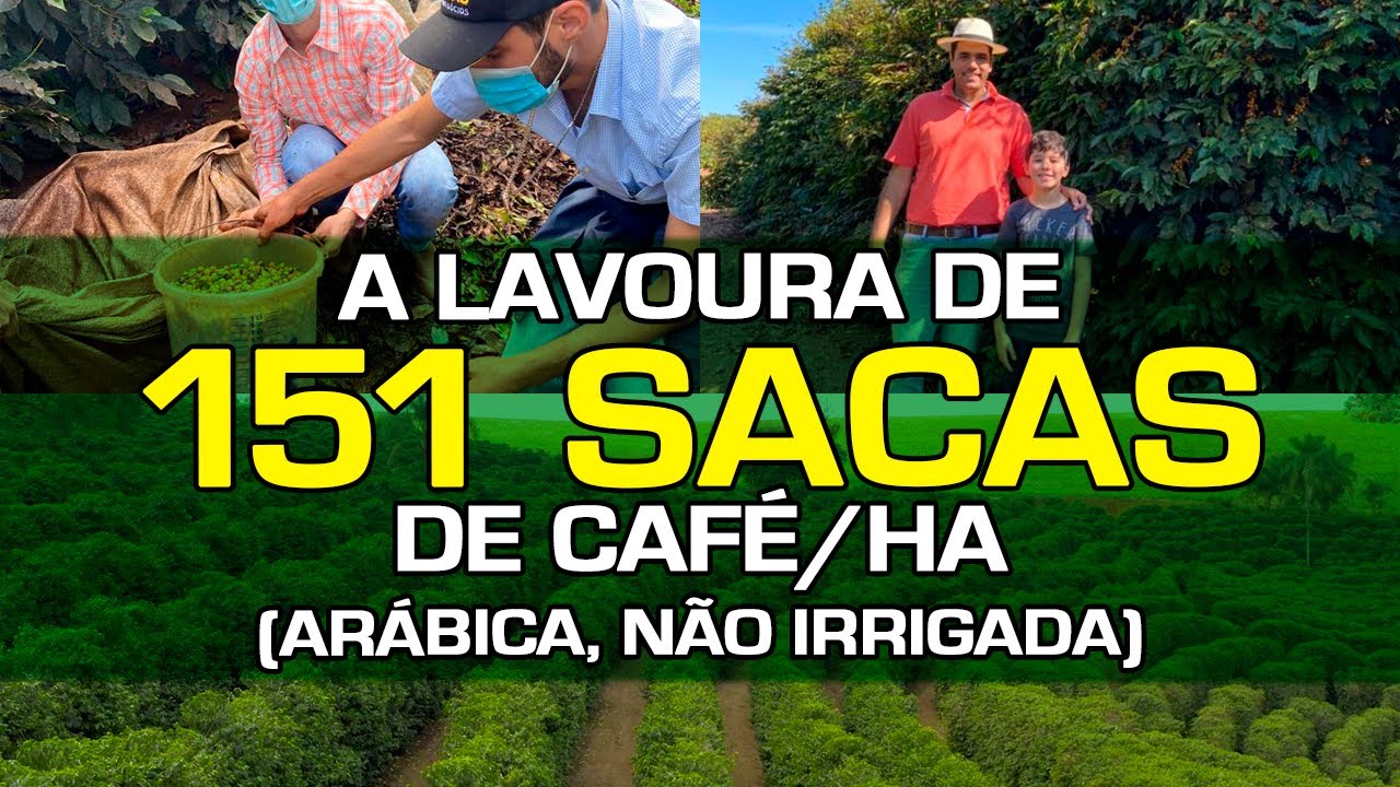 Como Eu Cheguei Nessa Produção Utilizando uma Variedade que a Maioria Não Gosta, que é...?