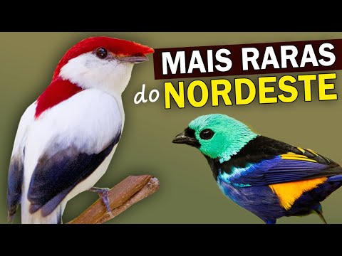 RAREST Birds in NORTHEASTERN BRAZIL: Endemic and Endangered Birds in Northeast Brazil
