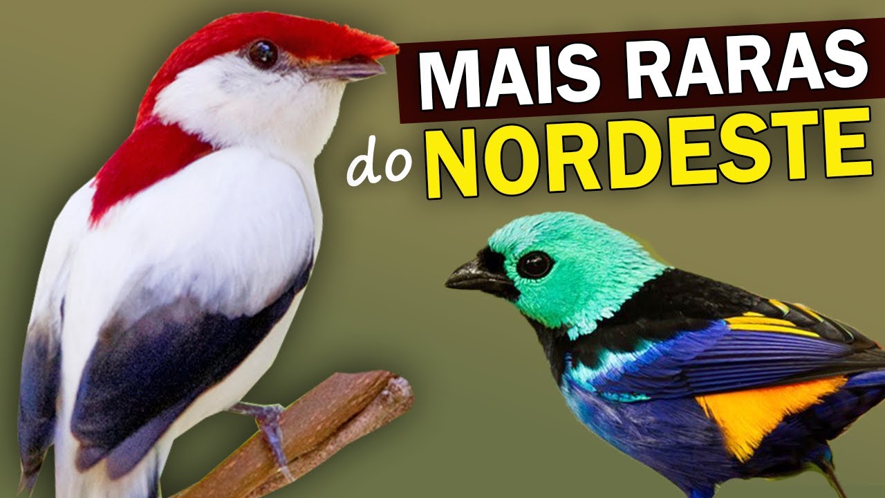 RAREST Birds in NORTHEASTERN BRAZIL: Endemic and Endangered Birds in Northeast Brazil