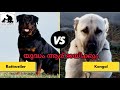 Rottweiler vs Kangal | Rott Malayalam | kangal dog kerala