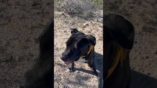 Video preview image #1 American Staffordshire Terrier-Unknown Mix Puppy For Sale in Queen Creek, AZ, USA