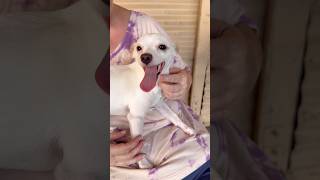 Video preview image #1 Chihuahua-Unknown Mix Puppy For Sale in Phoenix, AZ, USA