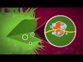 Antibiotics Administered In Human Medicine Work Against Bacterial
Infections By