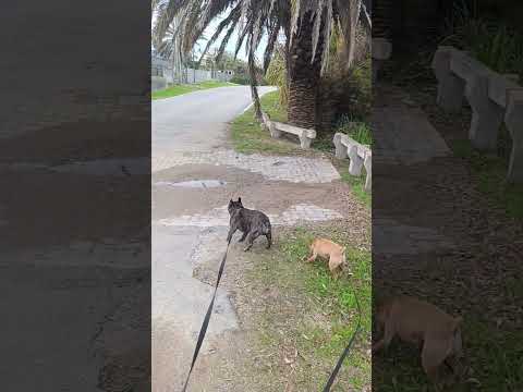 otro paseo junto a los mayores #paseo #lapedrera #uruguay #bulldog #pinchers #caminalapedrera