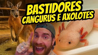 Bastidores dos CANGURUS e AXOLOTES no Aquário de São Paulo