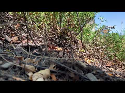 Yellow Jackets Hiding in the Ground in Gladstone, NJ