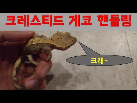 [교실에서 도마뱀 기르기] 크레스티드게코 핸들링 - 자몽이, 레몬이