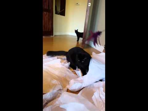 Crystal the Pet Nanny. LLC video.