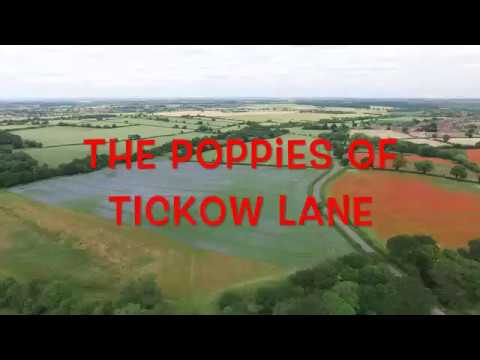 The Poppies of Tickow Lane