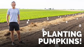 Planting Pumpkins in the Field by My House! | Gardening with Wyse Guide